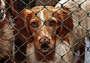 Bien-être animal - Prime à la sociabilisation d'un chien adopté en refuge agréé